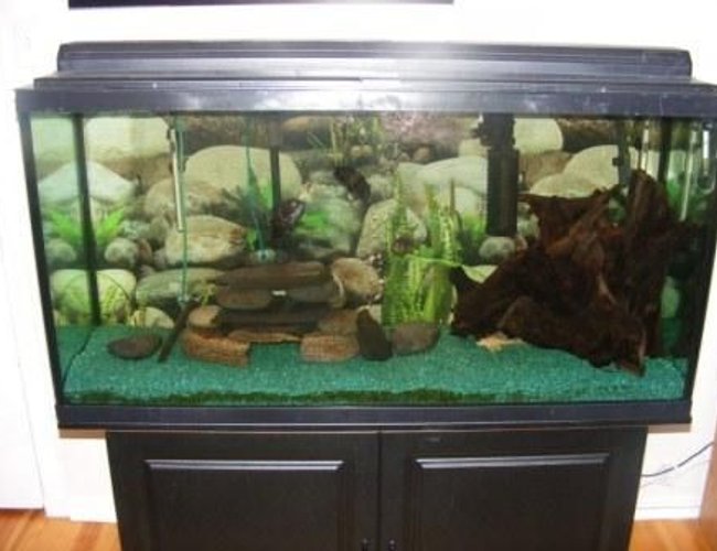80 gallons freshwater fish tank (mostly fish and non-living decorations) - My 80 gallon 80 gallons freshwater fish tank (mostly fish and non-living decorations) - My 80 gallon