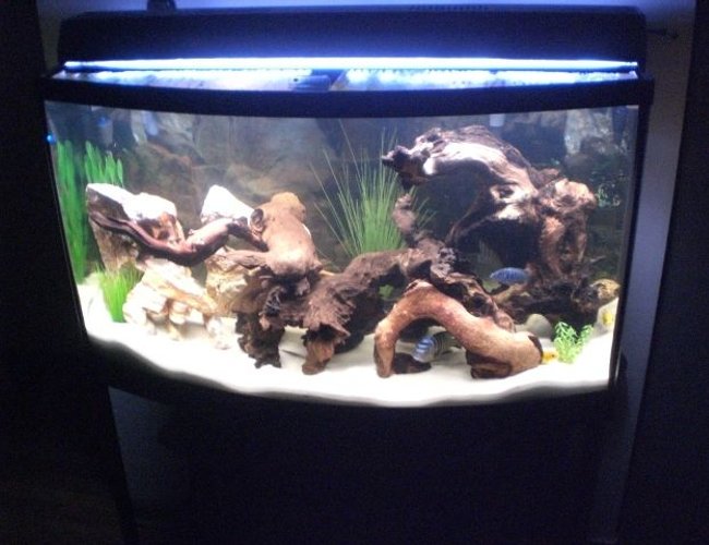 46 gallons freshwater fish tank (mostly fish and non-living decorations) - From a distance 46 gallons freshwater fish tank (mostly fish and non-living decorations) - From a distance