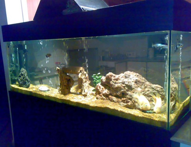 155 gallons freshwater fish tank (mostly fish and non-living decorations) - fish 155 gallons freshwater fish tank (mostly fish and non-living decorations) - fish