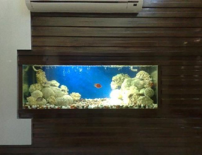 70 gallons freshwater fish tank (mostly fish and non-living decorations) - This is my second tank in my drawing room wall my tank size is L 5'x D3' x h3 'i have used Dead Coral UV filter External Filter and Under gravel filterin this tank 70 gallons freshwater fish tank (mostly fish and non-living decorations) - This is my second tank in my drawing room wall my tank size is L 5'x D3' x h3 'i have used Dead Coral UV filter External Filter and Under gravel filterin this tank