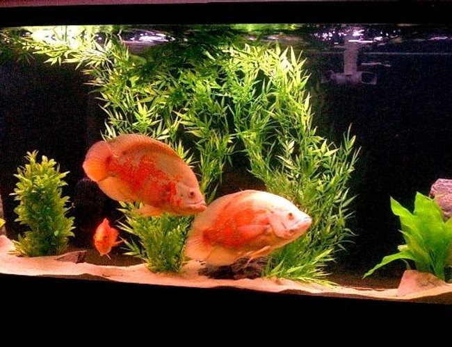 135 gallons freshwater fish tank (mostly fish and non-living decorations) - New setup 135 gallons freshwater fish tank (mostly fish and non-living decorations) - New setup