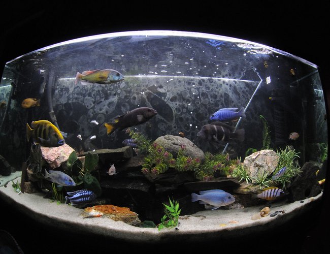 77 gallons freshwater fish tank (mostly fish and non-living decorations) - African Cychlids 77 gallons freshwater fish tank (mostly fish and non-living decorations) - African Cychlids