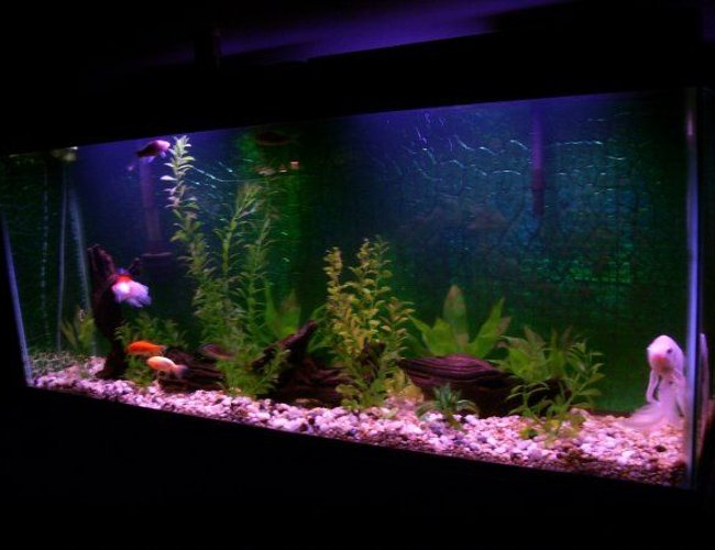 33 gallons freshwater fish tank (mostly fish and non-living decorations) - Golfish tank. No live plants. 33 gallons freshwater fish tank (mostly fish and non-living decorations) - Golfish tank. No live plants.
