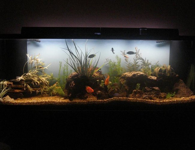 265 gallons freshwater fish tank (mostly fish and non-living decorations) - Hey, any questions or concerns? 265 gallons freshwater fish tank (mostly fish and non-living decorations) - Hey, any questions or concerns?
