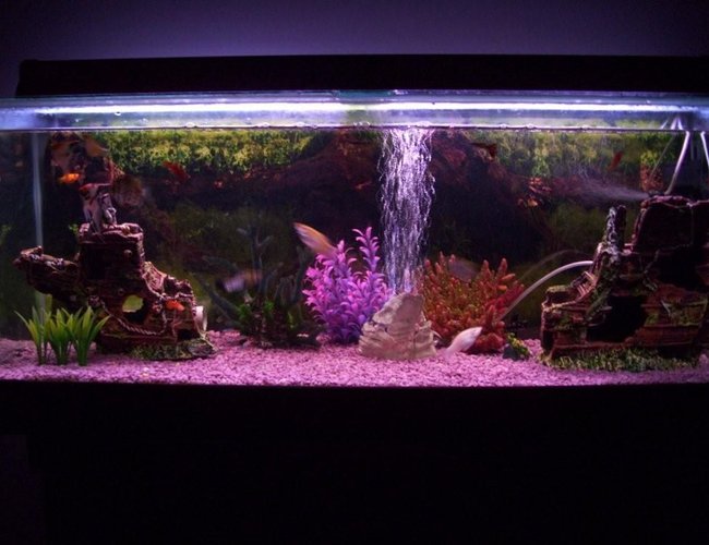 80 gallons freshwater fish tank (mostly fish and non-living decorations) - Fish are a little blurry! Dam Camera :) 80 gallons freshwater fish tank (mostly fish and non-living decorations) - Fish are a little blurry! Dam Camera :)