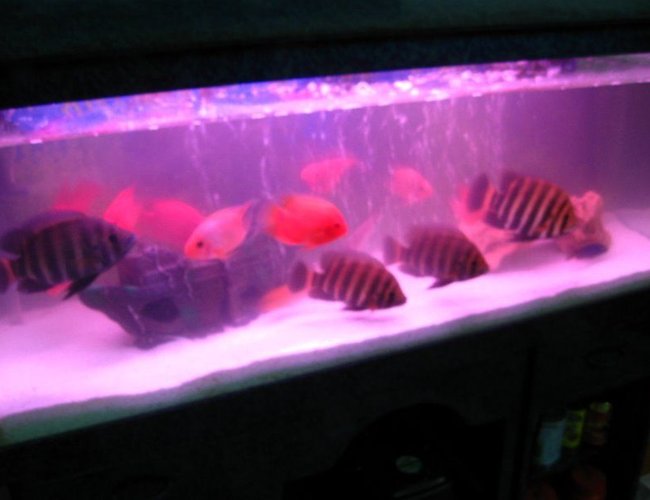 6 gallons freshwater fish tank (mostly fish and non-living decorations) - my fish tank 6 gallons freshwater fish tank (mostly fish and non-living decorations) - my fish tank