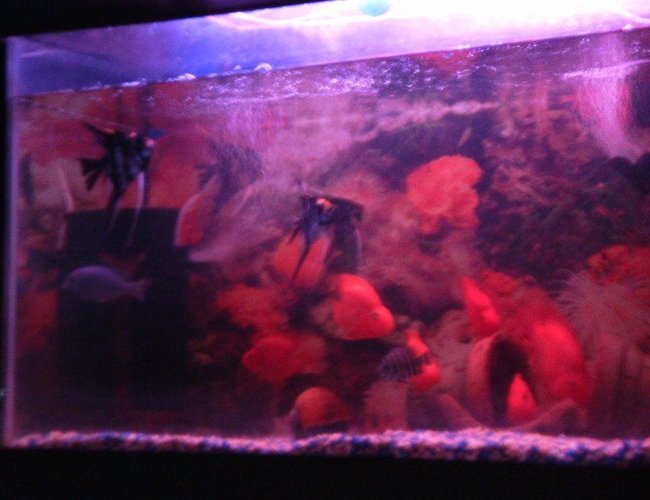 6 gallons freshwater fish tank (mostly fish and non-living decorations) - angels with cichlids 6 gallons freshwater fish tank (mostly fish and non-living decorations) - angels with cichlids