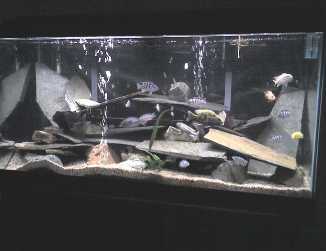 100 gallons freshwater fish tank (mostly fish and non-living decorations) - Tank#1 100 gallons freshwater fish tank (mostly fish and non-living decorations) - Tank#1