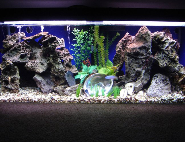 60 gallons freshwater fish tank (mostly fish and non-living decorations) - 60 gallon peacock tank rearranged. 60 gallons freshwater fish tank (mostly fish and non-living decorations) - 60 gallon peacock tank rearranged.
