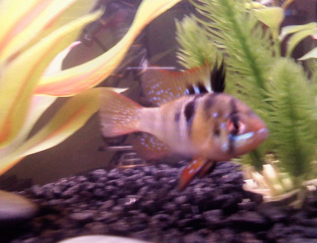 6 gallons freshwater fish tank (mostly fish and non-living decorations) - My favorite ram Nikon 6 gallons freshwater fish tank (mostly fish and non-living decorations) - My favorite ram Nikon