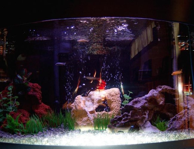 46 gallons freshwater fish tank (mostly fish and non-living decorations) - 46 Gallon Bow 46 gallons freshwater fish tank (mostly fish and non-living decorations) - 46 Gallon Bow