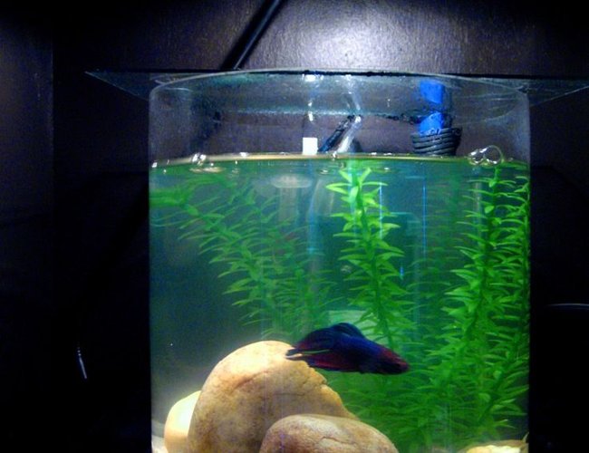 2 gallons freshwater fish tank (mostly fish and non-living decorations) - Another view of the bowl from about 4 feet at exactly my eye height (5'10"). The bowl is located in the 3rd partition of a book shelf. 2 gallons freshwater fish tank (mostly fish and non-living decorations) - Another view of the bowl from about 4 feet at exactly my eye height (5'10"). The bowl is located in the 3rd partition of a book shelf.
