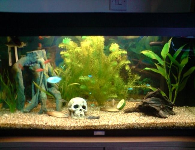 31 gallons freshwater fish tank (mostly fish and non-living decorations) - My First!!! 31 gallons freshwater fish tank (mostly fish and non-living decorations) - My First!!!