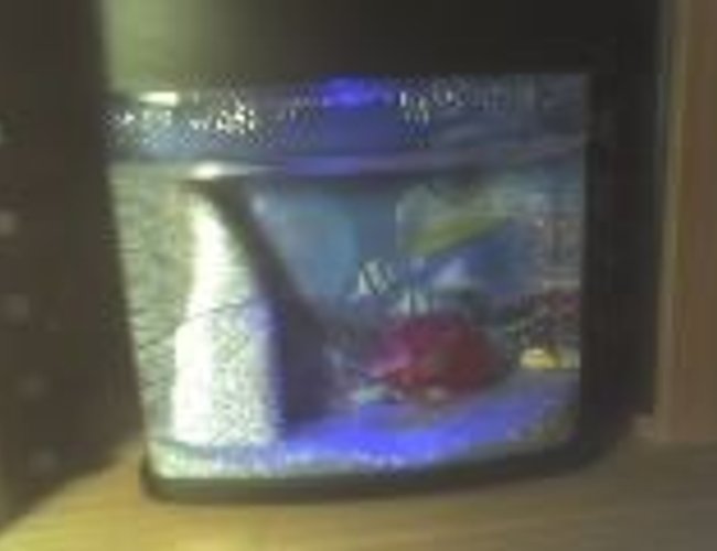 1 gallon freshwater fish tank (mostly fish and non-living decorations) - my emo fishes ^^ 1 gallon freshwater fish tank (mostly fish and non-living decorations) - my emo fishes ^^