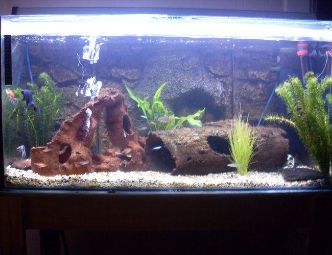 200 gallons freshwater fish tank (mostly fish and non-living decorations) - Freshwater tanks my pride and joy will be number tank in thge world ahahahahahahaha 200 gallons freshwater fish tank (mostly fish and non-living decorations) - Freshwater tanks my pride and joy will be number tank in thge world ahahahahahahaha