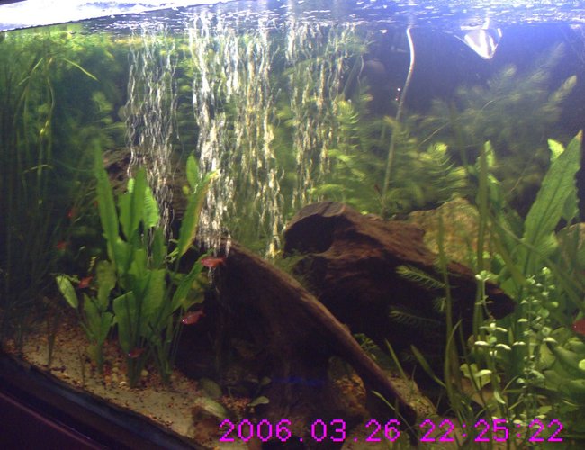 160 gallons freshwater fish tank (mostly fish and non-living decorations) - 2-28-09 frill plant over growing tank with diy co2 and flourish excel. recently added Jaguar Synodontis-Hybrid, Clown Pleco L-002, Bristlenose Pleco, Chinese Butterfly Loach, and Flying Fox 160 gallons freshwater fish tank (mostly fish and non-living decorations) - 2-28-09 frill plant over growing tank with diy co2 and flourish excel. recently added Jaguar Synodontis-Hybrid, Clown Pleco L-002, Bristlenose Pleco, Chinese Butterfly Loach, and Flying Fox