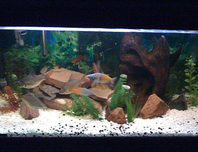 57 gallons freshwater fish tank (mostly fish and non-living decorations) - All non-living plants, few fish (just started) and some river-rock style gravel. Using a Fluval 304 canister filter with full biomax media. 57 gallons freshwater fish tank (mostly fish and non-living decorations) - All non-living plants, few fish (just started) and some river-rock style gravel. Using a Fluval 304 canister filter with full biomax media.