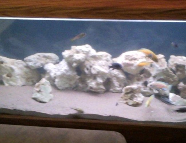 84 gallons freshwater fish tank (mostly fish and non-living decorations) - Mixed Malawi Cichlids
5 Yellow lab, 2 Red zebra, 3 Powder Blue cichlid 3 Red Kadango and many others that i forget there names.
total fish in tank is 30. 32kg of Ocean rock and 30kgs of Sand 84 gallons freshwater fish tank (mostly fish and non-living decorations) - Mixed Malawi Cichlids
5 Yellow lab, 2 Red zebra, 3 Powder Blue cichlid 3 Red Kadango and many others that i forget there names.
total fish in tank is 30. 32kg of Ocean rock and 30kgs of Sand