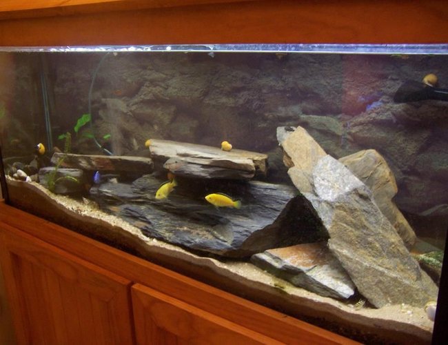 400 gallons freshwater fish tank (mostly fish and non-living decorations) - 4 foot - electric blue, electric yellow, clown loaches, humpheads and catfish 400 gallons freshwater fish tank (mostly fish and non-living decorations) - 4 foot - electric blue, electric yellow, clown loaches, humpheads and catfish