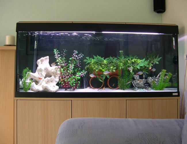 52 gallons freshwater fish tank (mostly fish and non-living decorations) - our freshwater tank 52 gallons freshwater fish tank (mostly fish and non-living decorations) - our freshwater tank