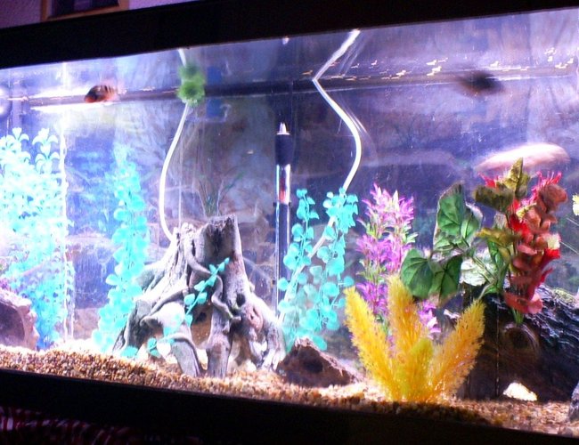 100 gallons freshwater fish tank (mostly fish and non-living decorations) - front 100 gallons freshwater fish tank (mostly fish and non-living decorations) - front