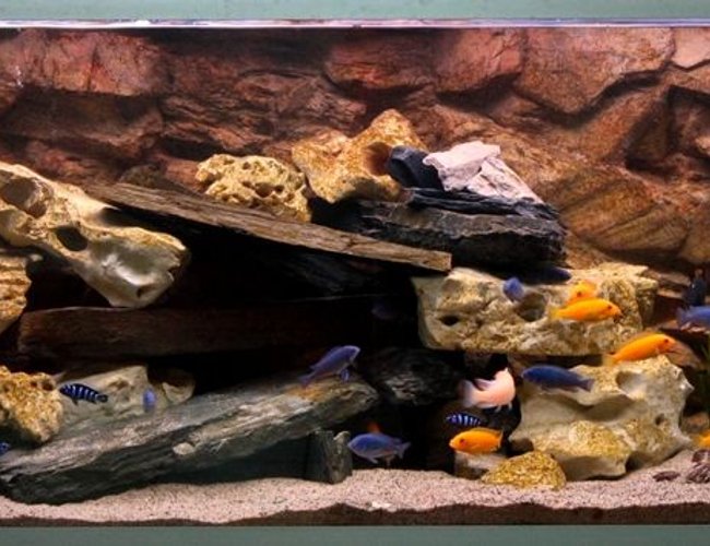 80 gallons freshwater fish tank (mostly fish and non-living decorations) - 2nd edition... 80 gallons freshwater fish tank (mostly fish and non-living decorations) - 2nd edition...