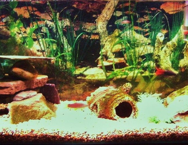 25 gallons freshwater fish tank (mostly fish and non-living decorations) - not the best pic but will update asap... 25 gallons freshwater fish tank (mostly fish and non-living decorations) - not the best pic but will update asap...