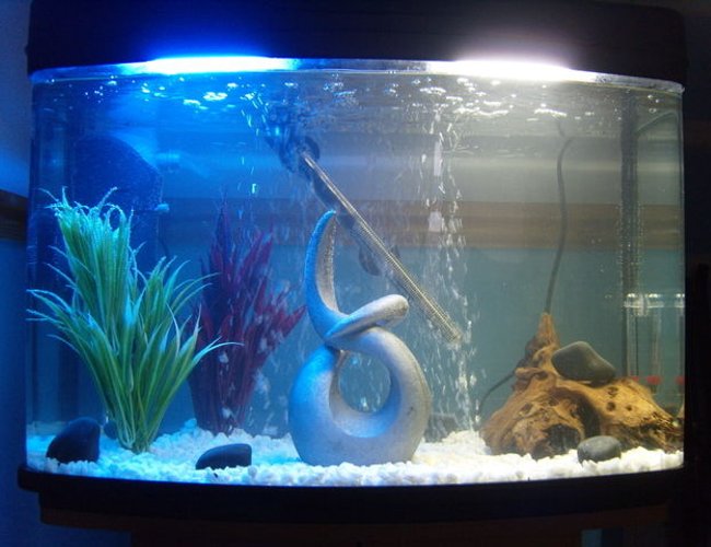 22 gallons freshwater fish tank (mostly fish and non-living decorations) - My first thank that I set up myself! 22 gallons freshwater fish tank (mostly fish and non-living decorations) - My first thank that I set up myself!