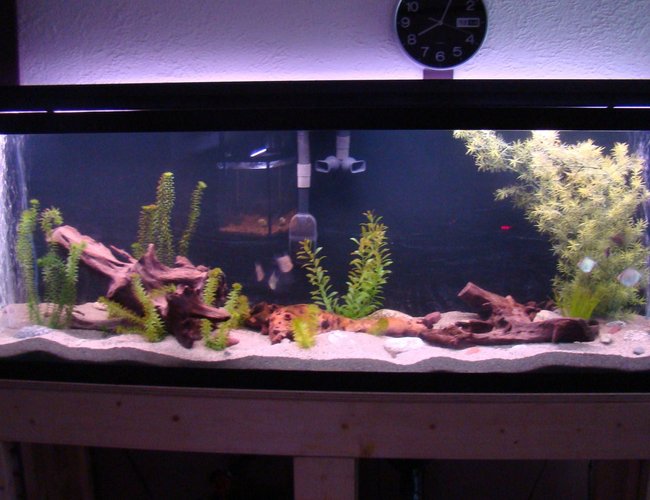45 gallons freshwater fish tank (mostly fish and non-living decorations) - The 125Gal all set up. 2-300W aquaclear heaters hidden below, see heater module pics. Fluval FX5, Elite optima air. Standard lights, saving up for the good lights for some plants. Love the sand. Went with playsand and wont go back to gravel ever. The corys just seemed to love it right away. Still working on decor, going to go find some hardwood branches to try to make something up to hide the air lines and the intake and exhaust of the pump. 45 gallons freshwater fish tank (mostly fish and non-living decorations) - The 125Gal all set up. 2-300W aquaclear heaters hidden below, see heater module pics. Fluval FX5, Elite optima air. Standard lights, saving up for the good lights for some plants. Love the sand. Went with playsand and wont go back to gravel ever. The corys just seemed to love it right away. Still working on decor, going to go find some hardwood branches to try to make something up to hide the air lines and the intake and exhaust of the pump.