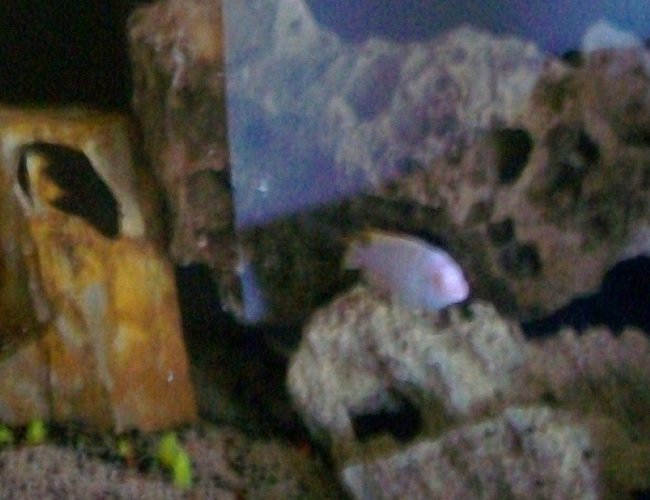 100 gallons freshwater fish tank (mostly fish and non-living decorations) - 100 gallon African Cichlid Fish Tank 100 gallons freshwater fish tank (mostly fish and non-living decorations) - 100 gallon African Cichlid Fish Tank