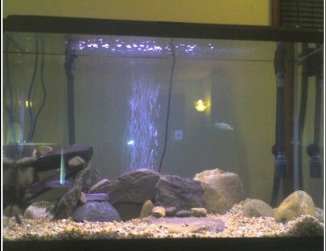 45 gallons freshwater fish tank (mostly fish and non-living decorations) - another angle 45 gallons freshwater fish tank (mostly fish and non-living decorations) - another angle