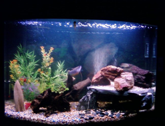 46 gallons freshwater fish tank (mostly fish and non-living decorations) - 46 inch bow front 46 gallons freshwater fish tank (mostly fish and non-living decorations) - 46 inch bow front