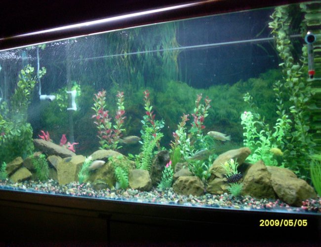 81 gallons freshwater fish tank (mostly fish and non-living decorations) - jebo tank 81 gallons freshwater fish tank (mostly fish and non-living decorations) - jebo tank
