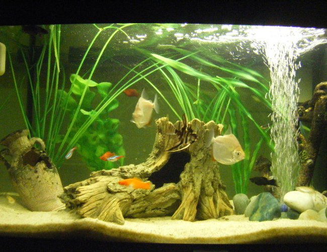 12 gallons freshwater fish tank (mostly fish and non-living decorations) - 2 Silver Dollars, 4 danios,2 Penguin Tetra, 7 Neons, 2 Platy's, 1Male Siamese Fighter, 1 Female Fighting Fish, 1 Ghost Knife-fish, 2 Mollies, 1 Angel Fish and one weird orange thing ! :S 12 gallons freshwater fish tank (mostly fish and non-living decorations) - 2 Silver Dollars, 4 danios,2 Penguin Tetra, 7 Neons, 2 Platy's, 1Male Siamese Fighter, 1 Female Fighting Fish, 1 Ghost Knife-fish, 2 Mollies, 1 Angel Fish and one weird orange thing ! :S