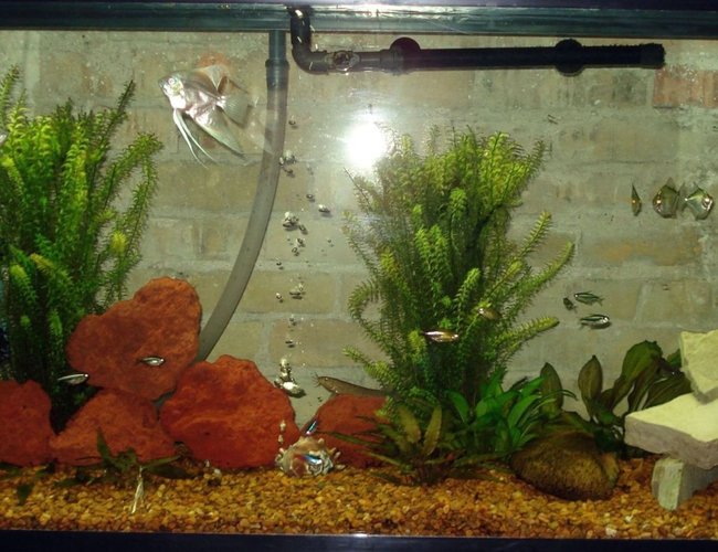 60 gallons freshwater fish tank (mostly fish and non-living decorations) - My Community Tank, 60 gallon, ENJOY! 60 gallons freshwater fish tank (mostly fish and non-living decorations) - My Community Tank, 60 gallon, ENJOY!