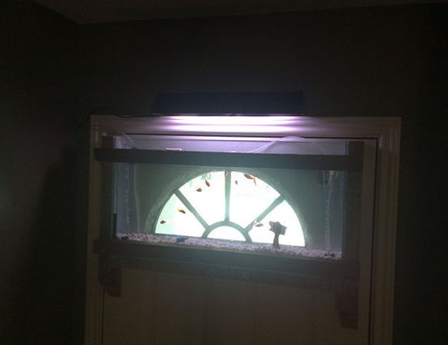 4 gallons freshwater fish tank (mostly fish and non-living decorations) - its the first ever, i think, and its
mine, that i made, on my front door 4 gallons freshwater fish tank (mostly fish and non-living decorations) - its the first ever, i think, and its
mine, that i made, on my front door