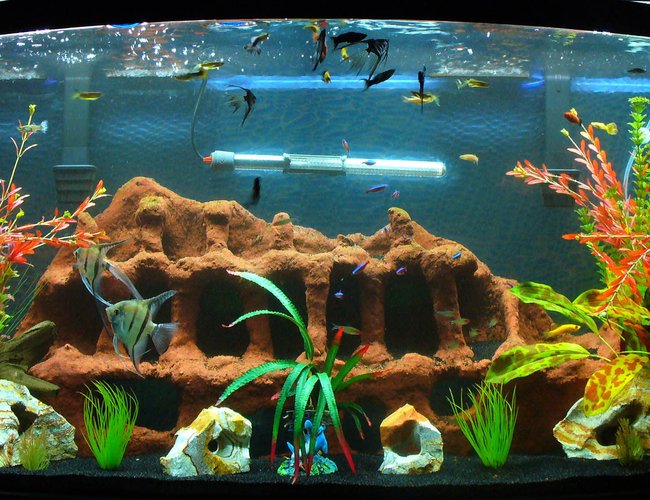 80 gallons freshwater fish tank (mostly fish and non-living decorations) - This is the latest and greatest of the 80 pics. I move things around and added some tall fake plants. 80 gallons freshwater fish tank (mostly fish and non-living decorations) - This is the latest and greatest of the 80 pics. I move things around and added some tall fake plants.