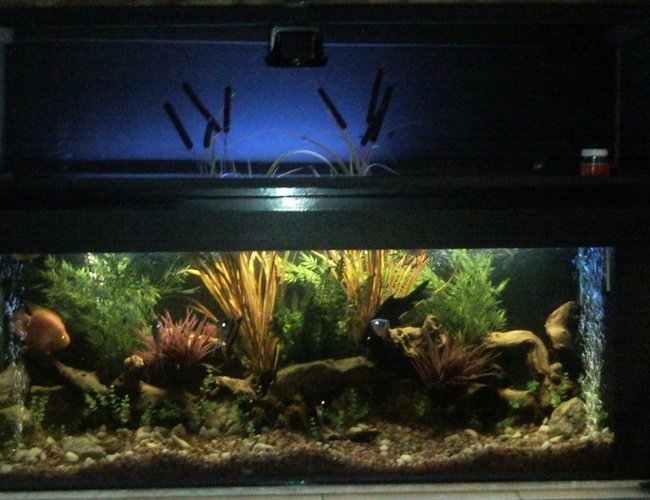 100 gallons freshwater fish tank (mostly fish and non-living decorations) - 1.5 m outdoor archer tank 100 gallons freshwater fish tank (mostly fish and non-living decorations) - 1.5 m outdoor archer tank