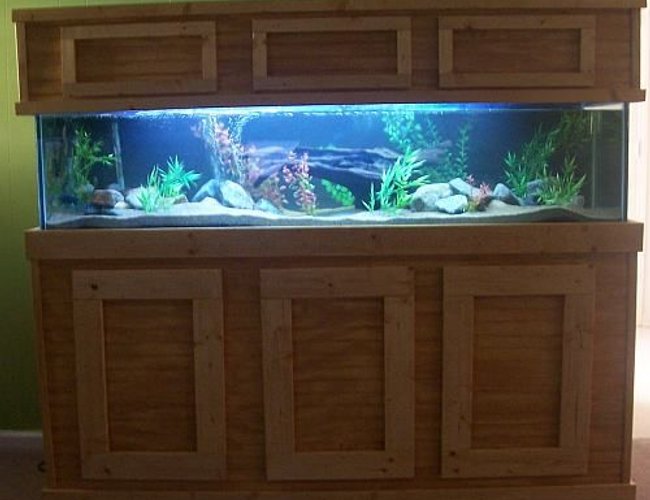 100 gallons freshwater fish tank (mostly fish and non-living decorations) - 100 gallon african cichlid tank 100 gallons freshwater fish tank (mostly fish and non-living decorations) - 100 gallon african cichlid tank