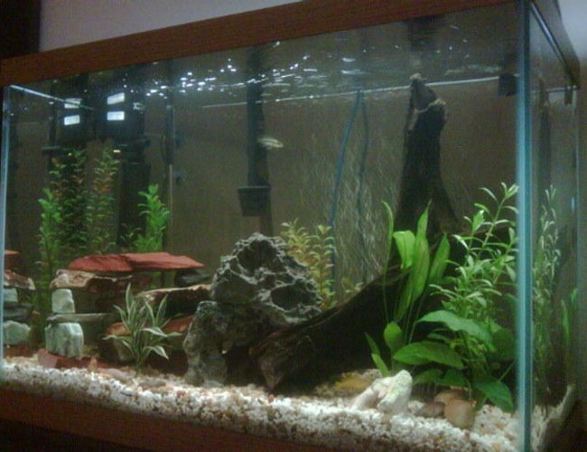 65 gallons freshwater fish tank (mostly fish and non-living decorations) - 65 gallon tall. thats where my babies live! 65 gallons freshwater fish tank (mostly fish and non-living decorations) - 65 gallon tall. thats where my babies live!