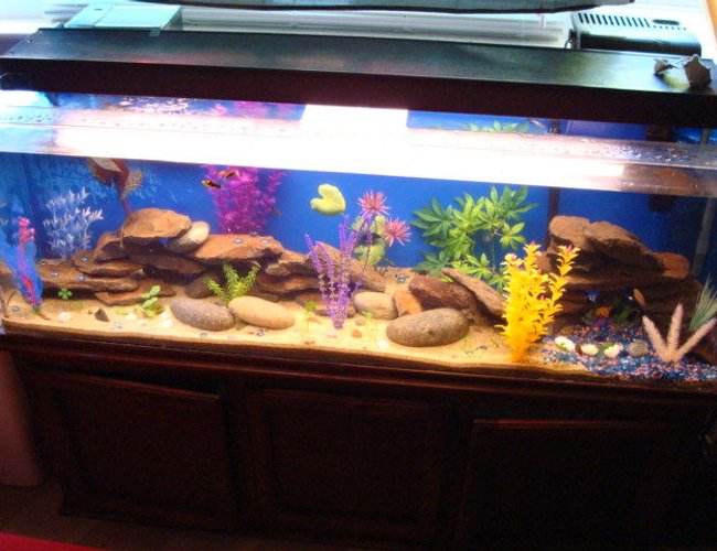 80 gallons freshwater fish tank (mostly fish and non-living decorations) - I mainly used sand for the substrate though there is a small bit of decorative rocks off to the side. I also used fake plants, large rocks and some barrels. 80 gallons freshwater fish tank (mostly fish and non-living decorations) - I mainly used sand for the substrate though there is a small bit of decorative rocks off to the side. I also used fake plants, large rocks and some barrels.