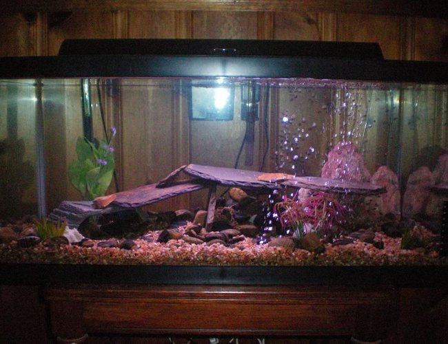 100 gallons freshwater fish tank (mostly fish and non-living decorations) - Our 40 Gallon breeder. This pic doesn't do it justice, it's really pretty. 100 gallons freshwater fish tank (mostly fish and non-living decorations) - Our 40 Gallon breeder. This pic doesn't do it justice, it's really pretty.