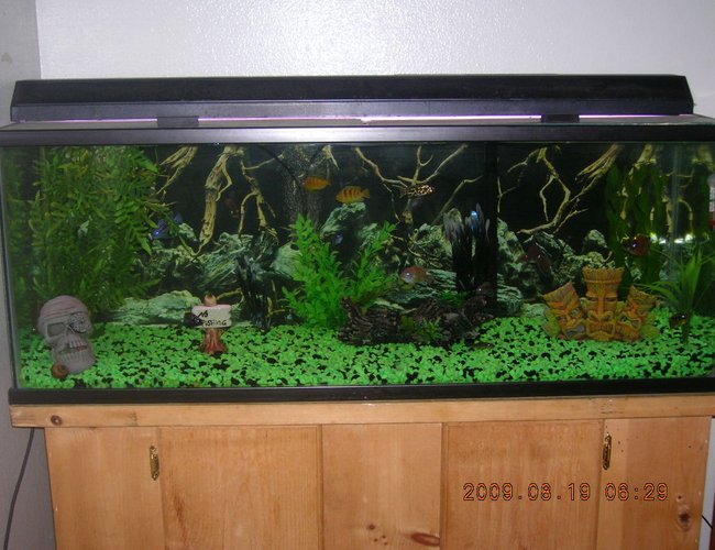 60 gallons freshwater fish tank (mostly fish and non-living decorations) - My pride and joy 60 gallons freshwater fish tank (mostly fish and non-living decorations) - My pride and joy