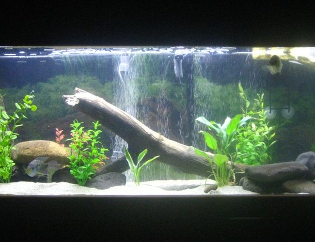 65 gallons freshwater fish tank (mostly fish and non-living decorations) - Larger mouth bass, Jack Dempsey, North American pond Turtle 65 gallons freshwater fish tank (mostly fish and non-living decorations) - Larger mouth bass, Jack Dempsey, North American pond Turtle