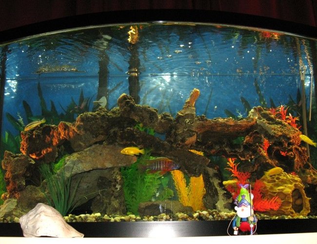 46 gallons freshwater fish tank (mostly fish and non-living decorations) - My first Cichlid tank 46 gallons freshwater fish tank (mostly fish and non-living decorations) - My first Cichlid tank
