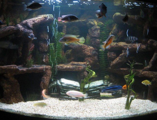 100 gallons freshwater fish tank (mostly fish and non-living decorations) - 100 Gallon aquarium, custom 3D back ground feature with an assortment of african cichlids 100 gallons freshwater fish tank (mostly fish and non-living decorations) - 100 Gallon aquarium, custom 3D back ground feature with an assortment of african cichlids