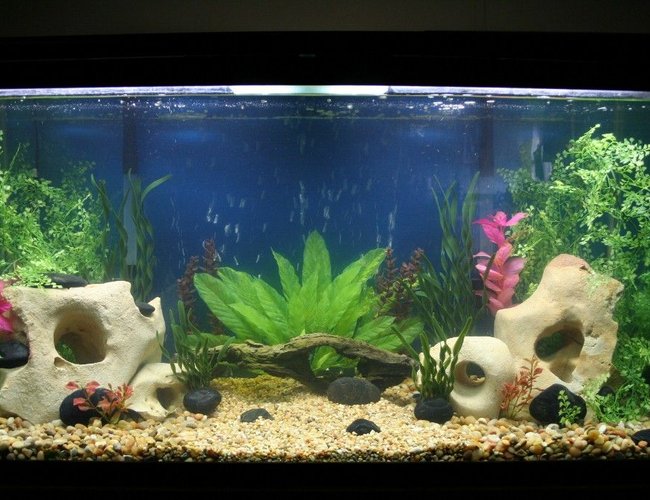 95 gallons freshwater fish tank (mostly fish and non-living decorations) - work in progress 95 gallons freshwater fish tank (mostly fish and non-living decorations) - work in progress