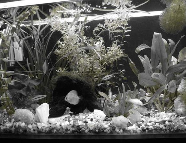 12 gallons freshwater fish tank (mostly fish and non-living decorations) - Aquarium in monochrome 12 gallons freshwater fish tank (mostly fish and non-living decorations) - Aquarium in monochrome