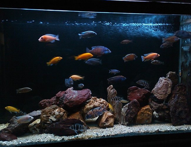 185 gallons freshwater fish tank (mostly fish and non-living decorations) - more angles 185 gallons freshwater fish tank (mostly fish and non-living decorations) - more angles