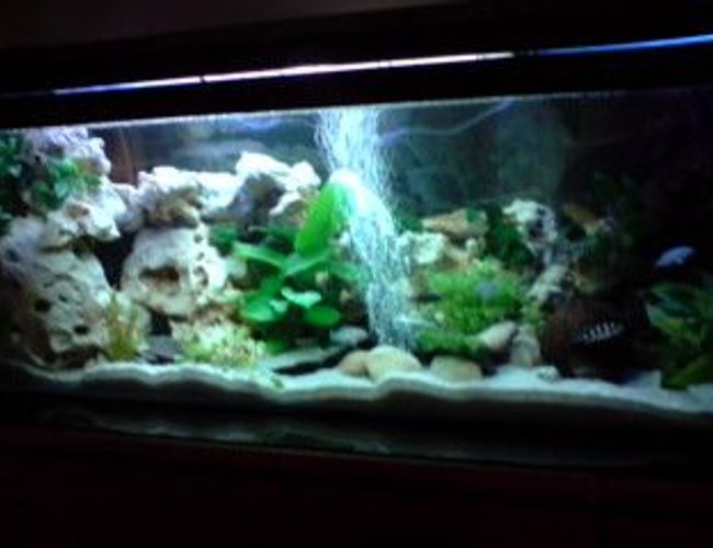 52 gallons freshwater fish tank (mostly fish and non-living decorations) - small version malawi cichlids lake in my home ;) 52 gallons freshwater fish tank (mostly fish and non-living decorations) - small version malawi cichlids lake in my home ;)